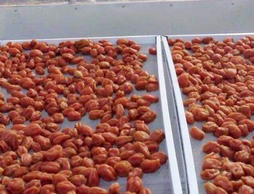 Quy trình sản xuất trái cây sấy dẻo tại nhà kính của Datami